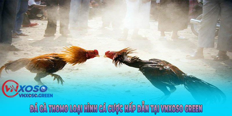 Giới thiệu chung về đá gà Thomo