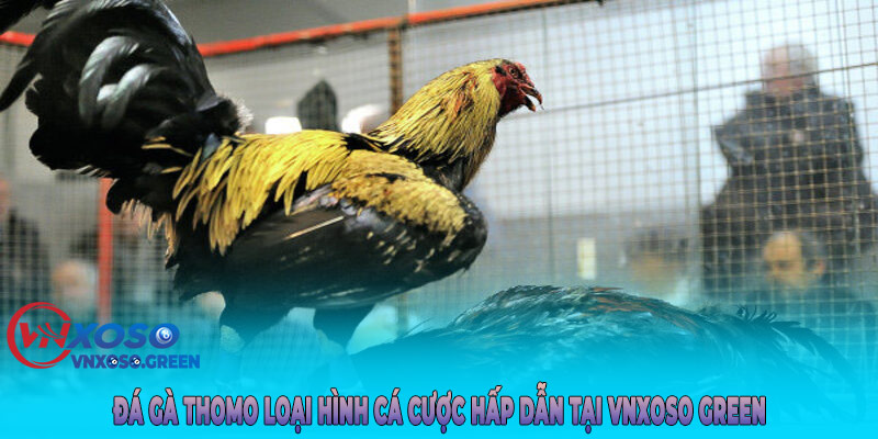 Đá gà Campuchia là một sân chơi cực đỉnh