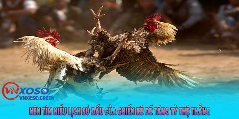 Nên tìm hiểu lịch sử đấu của chiến kê để tăng tỷ thệ thắng