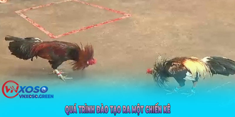 Quá trình đào tạo ra một chiến kê