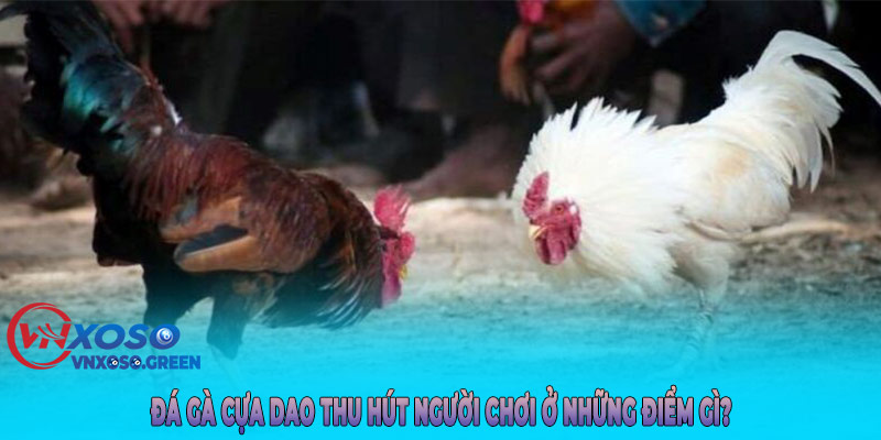 Đá gà cựa dao thu hút người chơi ở những điểm gì?