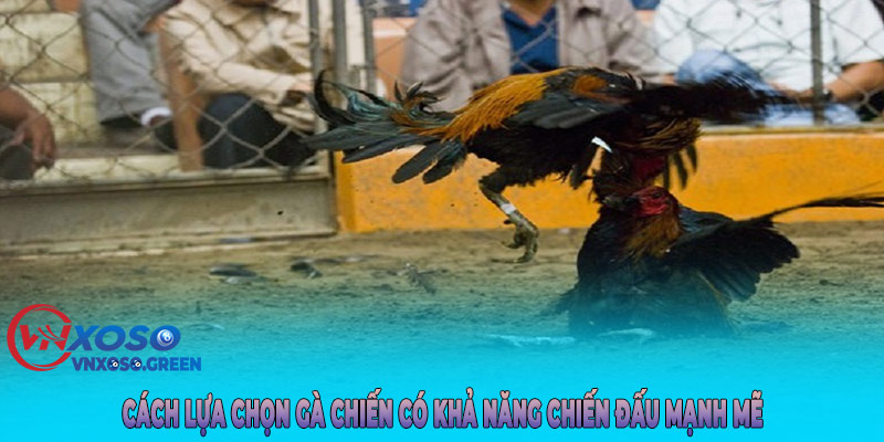 Cách lựa chọn gà chiến có khả năng chiến đấu mạnh mẽ