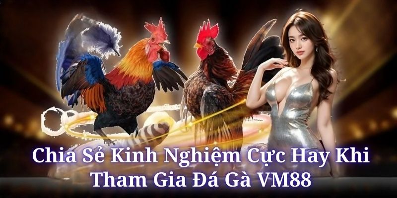 Hội viên chơi đá gà VM88 cần biết đánh giá chiến kê